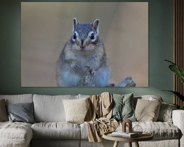 Portrait of a Siberian ground squirrel by Anne Ponsen