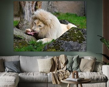 White lion.