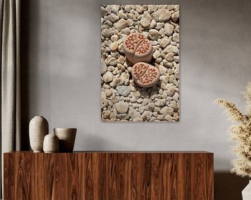 Lithops julii ssp. fulleri, steenplantje, close up in grond bedekt met kiezeltjes