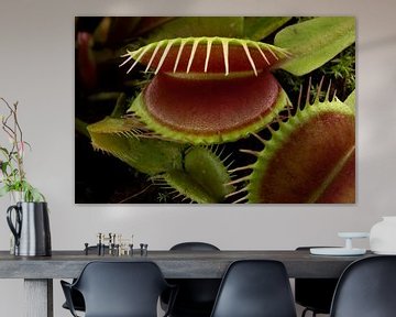 Venusvliegenvanger , Dionaea muscipula, subtropische vleesetende plant van Frans Rombout