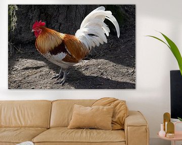 Beautiful multi-coloured rooster stands outside in the yard by Frans Rombout