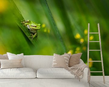 Tree frog by Peter Lambrichs