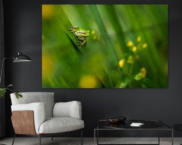 Laubfrosch von Peter Lambrichs