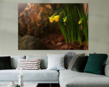 Narcissen, humeurig van Steffi Hommel