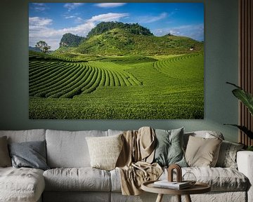 Theevelden in Moc Chau, Vietnam van Antwan Janssen
