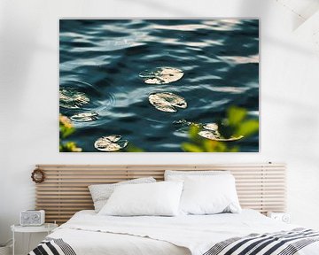 Waterlelies in de vijver van stewic_