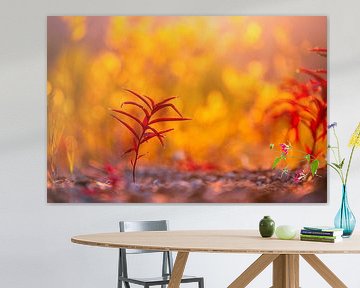 Fireweed in het avondlicht
