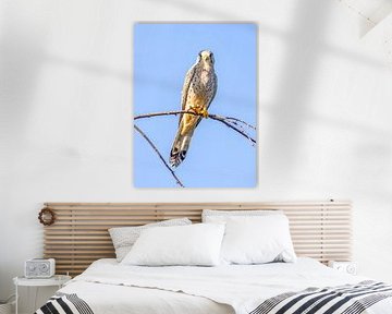 Ein Turmfalke auf Beutesuche