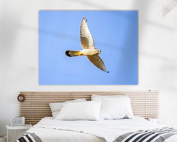 Ein Turmfalke im Flug