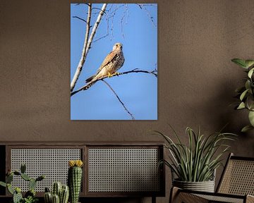 A kestrel in a tree by Teresa Bauer