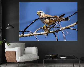 Kestrel with mouse by Teresa Bauer