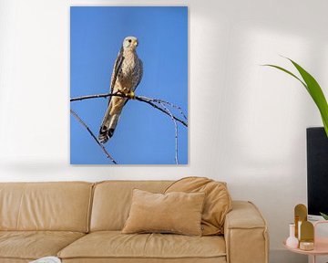 A kestrel is on the lookout by Teresa Bauer