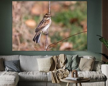 A reed bunting on a branch