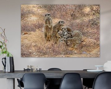 Stokstaartjes familie samen in de Karoo in Zuid Afrika van Patricia Hofmeester