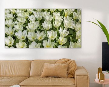 Panorama van witte tulpen van Patricia Hofmeester