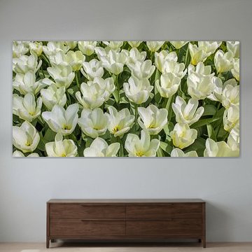 Panorama de tulipes blanches