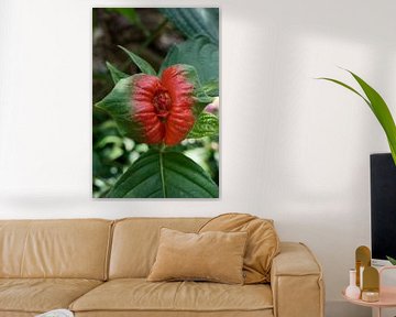 Rode tropische Psychotria poeppigiana bloem ook mondpijn bloem van Frans Rombout
