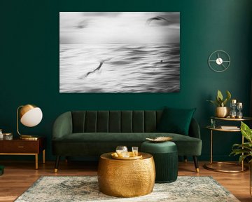 Black and white image of seabirds artistically captured (long shutter speed) by Close_Up_And.....