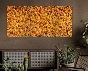 Herfstbladeren van Rene van der Meer