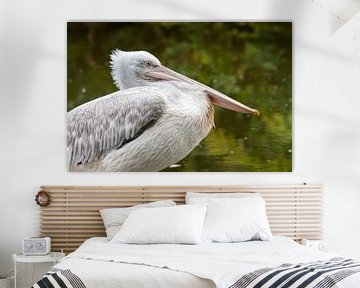 Pelikaan in Blijdorp van Merijn Loch
