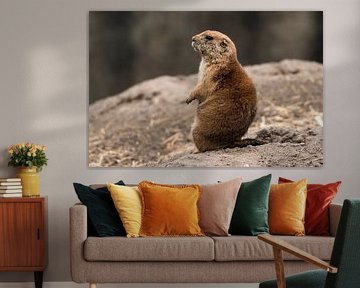 Prairie dogs in Blijdorp