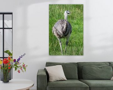 Der Emu von Dieter König
