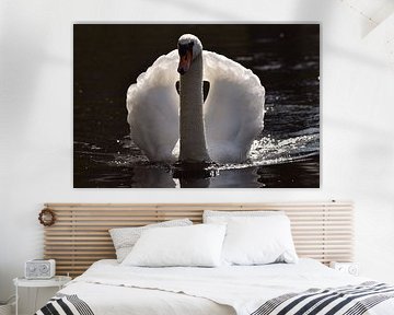 Swan in full splendour by Ilona De brabander