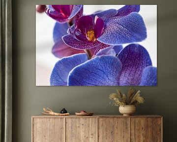 Blauwe orchidee van Rietje Bulthuis