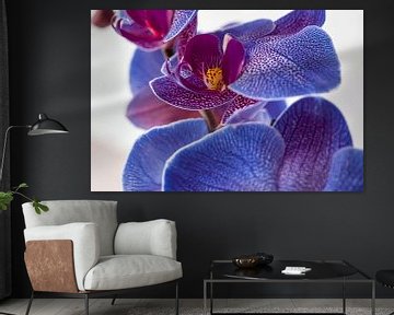 blue orchid by Rietje Bulthuis