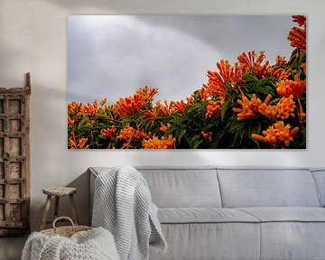 Orange above in Mijas, Andalusia by Mark Litjens Art