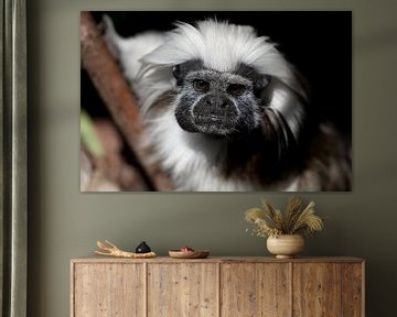 portrait of a pinche monkey by W J Kok