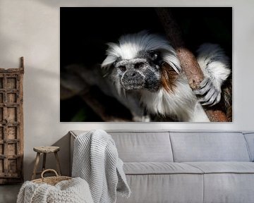 portrait of a pinche monkey by W J Kok