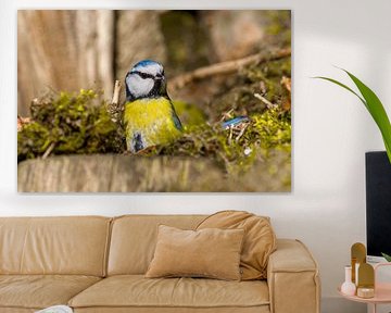 Blue tit on the forest floor