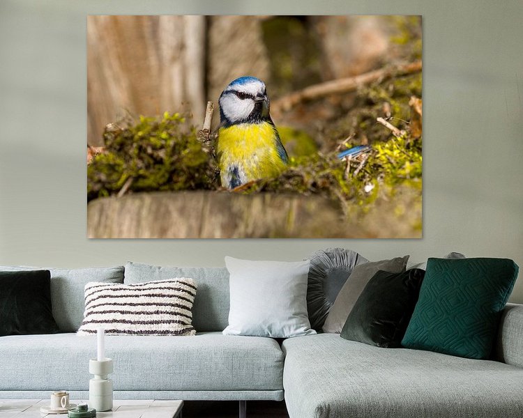 Aperçu de la chambre