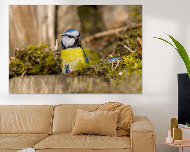 Aperçu de la chambre