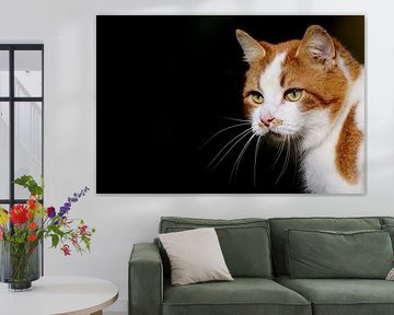 Katzen beobachten wie Katzen beobachten von Stobbe; stiltegrafie
