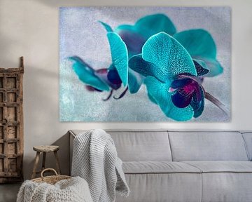 Gevlekte orchidee, turquoise