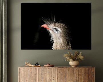 Cariama cristata portrait of a Crested Serma by W J Kok