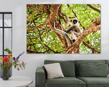 Ceylon hat monkey by Roland Brack