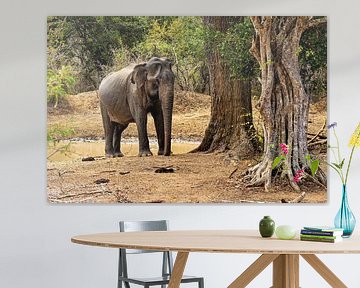 Elephant in Yala National Park by Roland Brack
