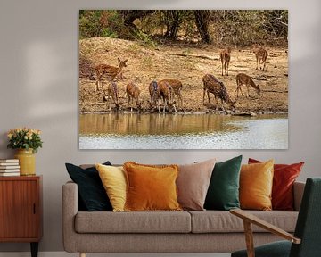 Axis deer at the waterhole by Roland Brack