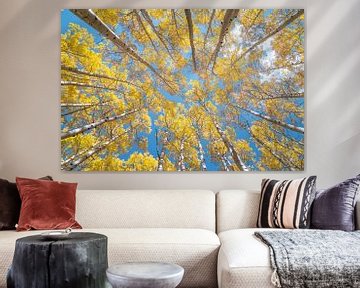 Photographie d'automne de la forêt de trembles - Colorado Fall Colors Lookup Photo sur Daniel Forster