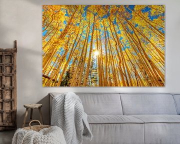 Photo d'une forêt de trembles - Photographie d'automne Fine Art sur Daniel Forster