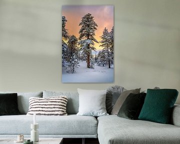 Winter Zonsondergang Bos Fotografie - Natuurfoto Nationaal Park van Daniel Forster