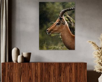Impala im Regen - Kruger National Park