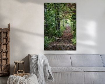 A path in the forest in autumn by Claude Laprise