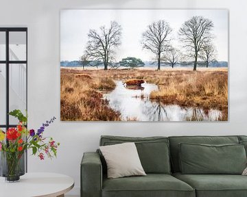 Schotse Hooglander in Veenlandschap van Dennis Venema