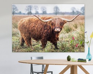 Schotse Hooglander in Veenlandschap van Dennis Venema