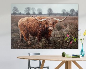 Schotse Hooglander in Veenlandschap van Dennis Venema