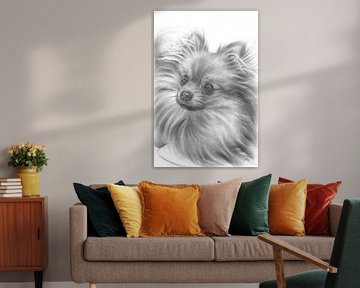 Fluffy Pomeriaan reu van Adriana Müller